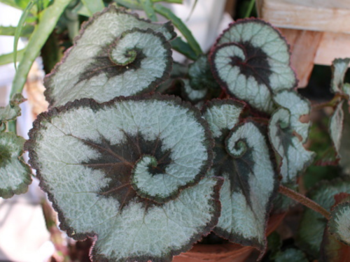 Tanaman begonia untuk vertical garden tropis