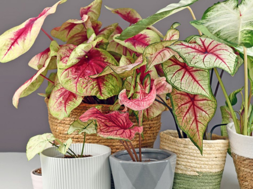 Tanaman Caladium untuk vertical garden tropis