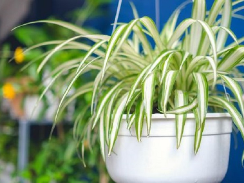 Tanaman lili paris untuk vertical garden tropis