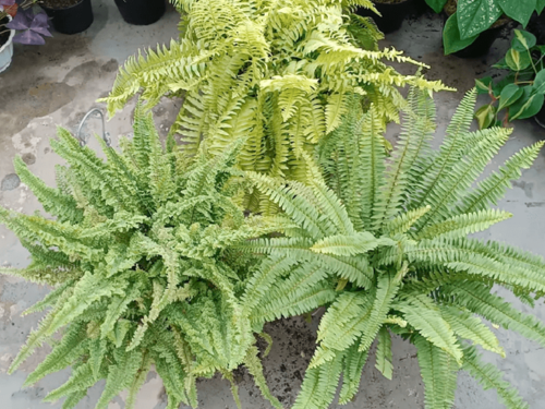 Tanaman pakis boston untuk vertical garden tropis