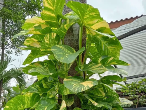 Tanaman sirih gading untuk vertical garden tropis